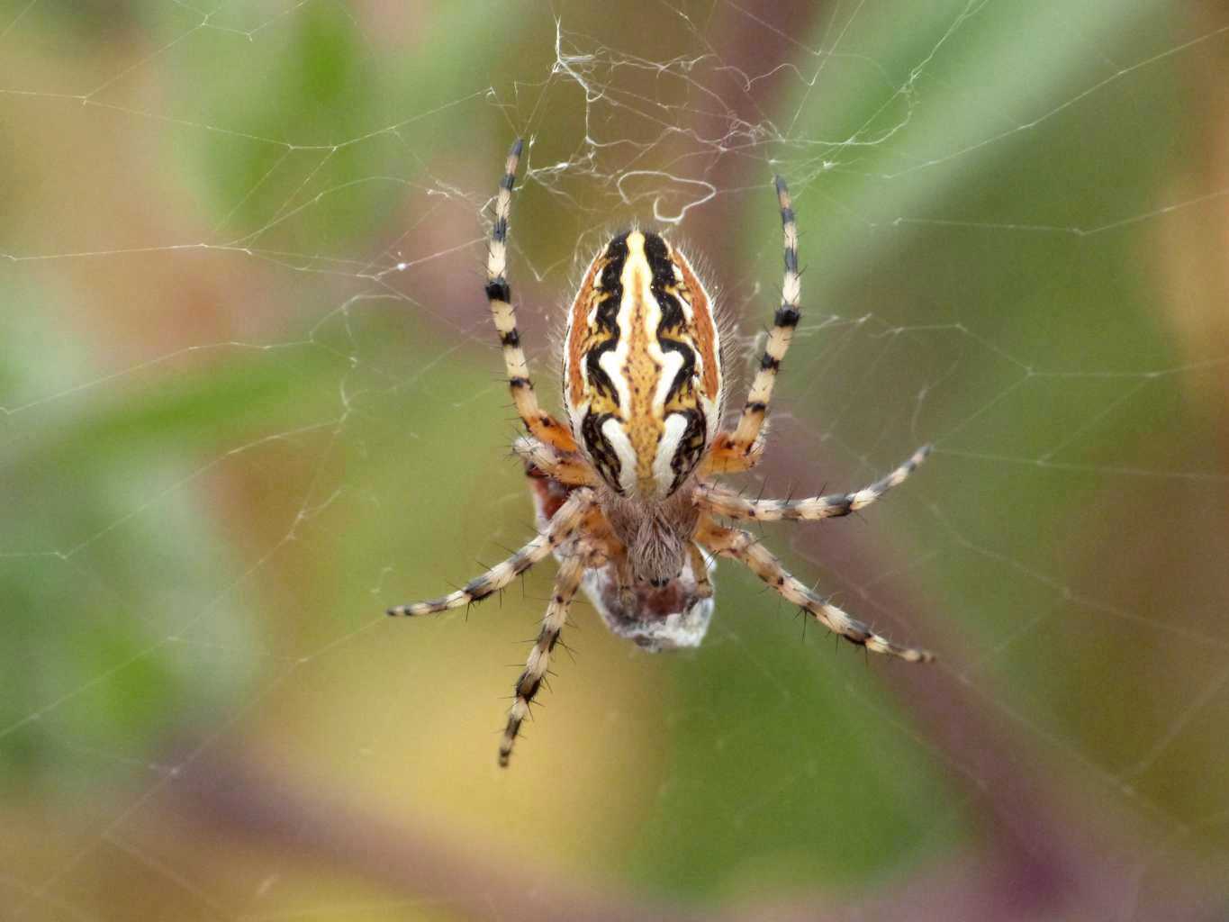 Aculepeira armida & Neoscona adianta - Tolfa (RM)